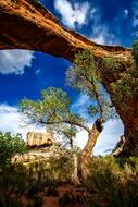 Beautiful landscape with the colorful Sipapu Bridge, among the plants, at blue sky with white clouds on background, in Utah, USA