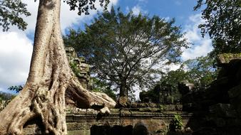 root of a large tree in Angkor Temple in Cambodia