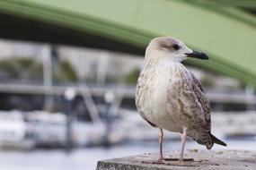 Beautiful, colorful and cute bird, near the water and bridge in London, England, UK