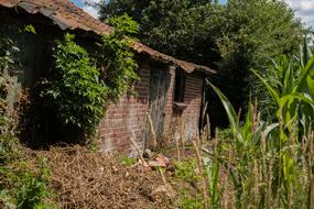 old brick building in the forest