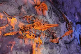 Animal Archeology bone