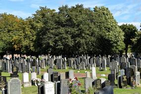 Cemetery and Trees