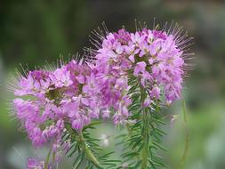 Fireweed Flowers pink