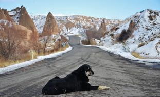 the dog lies on the road in winter