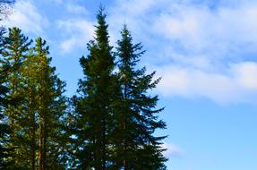 Trees Skyline