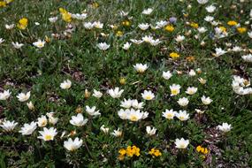 white Octopetala Flowers