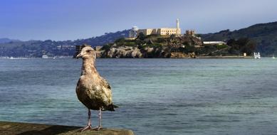 Alcatraz Bird