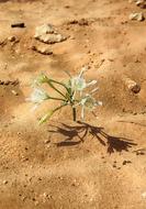 closeup view of Dead Sea Timna flower