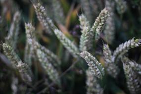 Countryside field plants