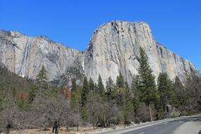 landscape of El Capitan Yosemite Trees and mountains