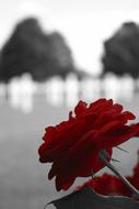red rose and black background