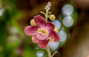 macro photo of Nov Sea Flowers