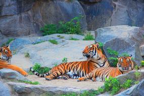 dangerous striped tigers lie on a rock