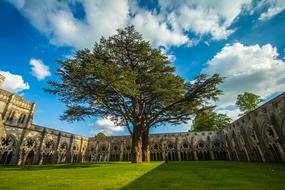 Salisbury Architecture England tree