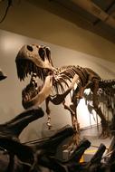 Prehistoric Tyrannosaurus Skeleton