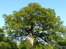 Tree Oak Large green