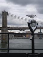 Cute and beautiful seagull, sitting near the beautiful Brooklyn Bridge in Brooklyn, New York, USA, under the cloudy sky