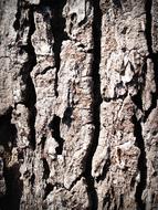 Bark Tree Wood skin
