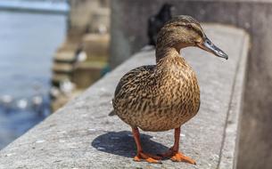 gray duck on a stone slab