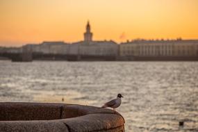 seagull on the granite embankment in St. Petersburg