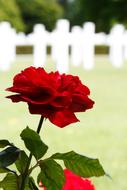 Close-up of the beautiful, red rose with green leaves, on the American Army Cemetery with white crosses, in sunlight