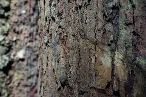 Gnarled Bark Pattern