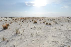 Beautiful, sandy landscape with colorful plants, in sunlight, in Mexico