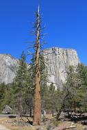 coniferous forest against the background of mountains in America