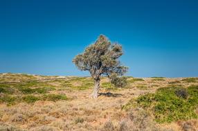 Tree Arid Desert