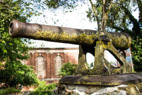 historic cannon in green moss