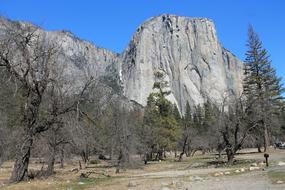 El Capitan Yosemite Tree