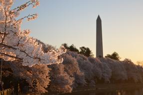 Beautiful and colorful, blossoming fruit trees near the monument, at colorful sunset