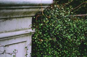 Close-up of the beautiful, green bush, near the old architecture