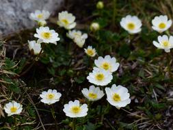 Dryas Octopetala Flower Blossom