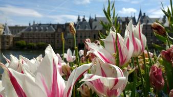 Binnenhof Flowers Den Haag