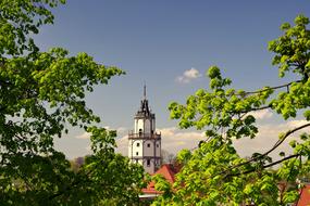 The Town Hall Tower Tree