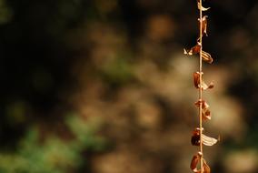 branch of a dry plant, close-up