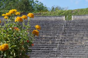 yellow flowers blooming in front of old stone steps