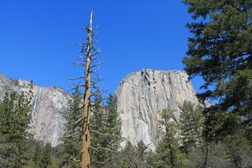 pine forest near the rocks in America