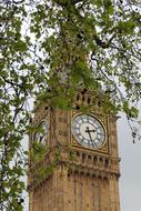 green tree branch on the background of big ben