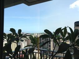 green plants on the balcony against the background of city houses