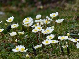 white Dryas Octopetala Flowers Blossom