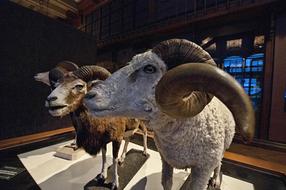 Aries Museum Paris Of