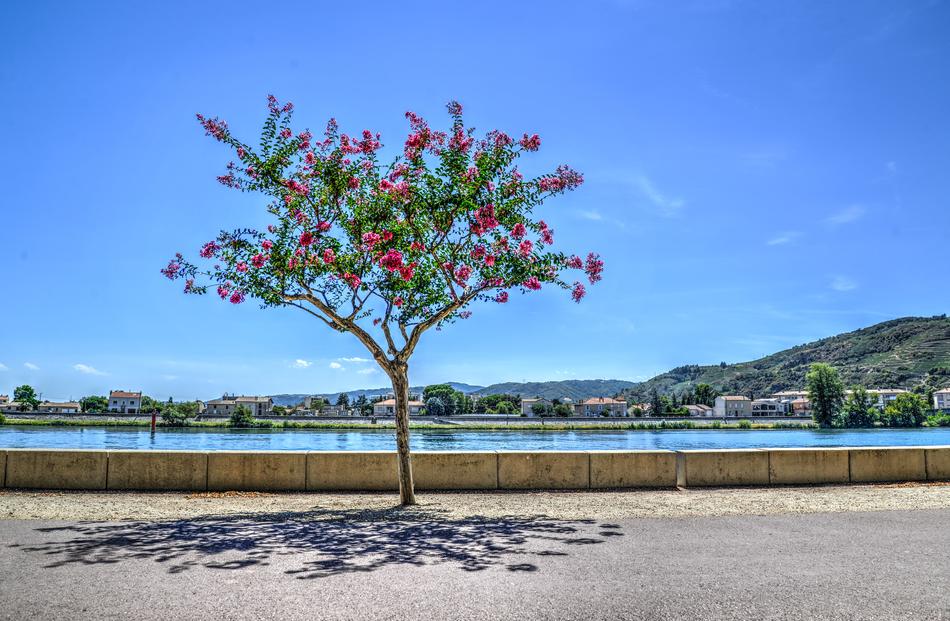 Tree near the water in the boulevard in France