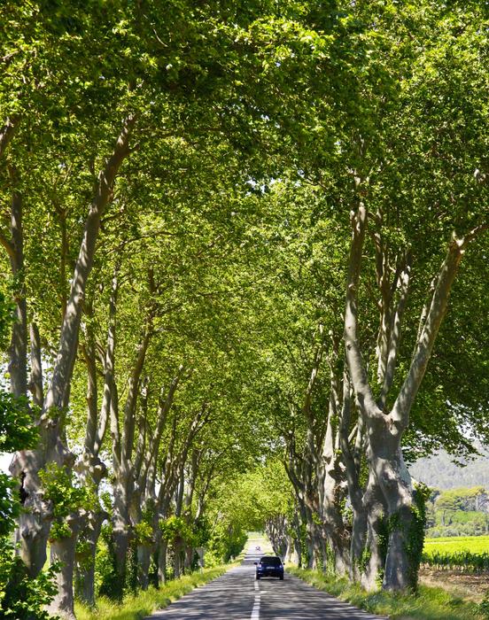 Tree Line Road