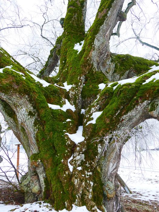 Natural Monument Thicker Stem
