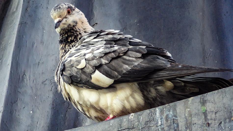 Little Pigeon Bird in Wildlife