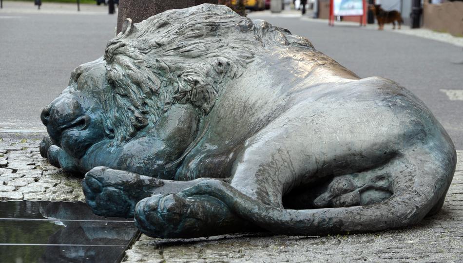 Beautiful, shiny statue of the sleeping lion on the street in Gdansk, Poland
