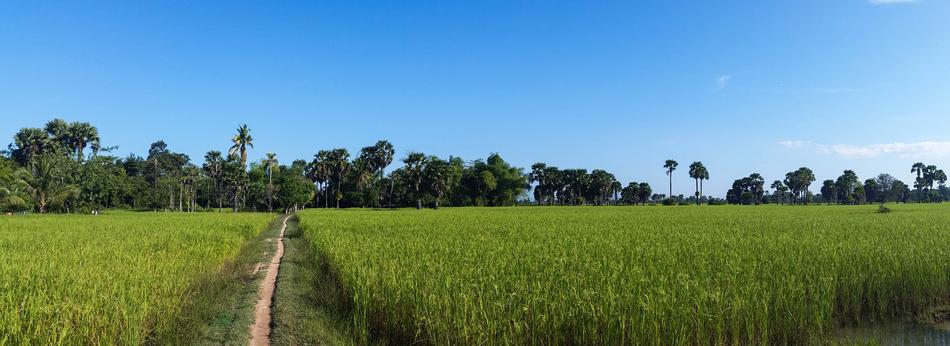 Rice Fields Cambodia green