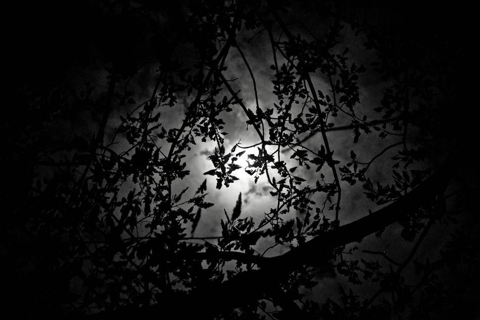 moonlight through the branches of trees in the dark